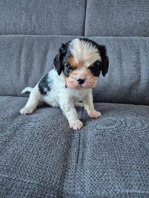 du Royaume des Astres - Cavalier King Charles Spaniel - Portée née le 09/10/2024