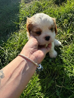 CHIOT 2 collier bleu foncé 