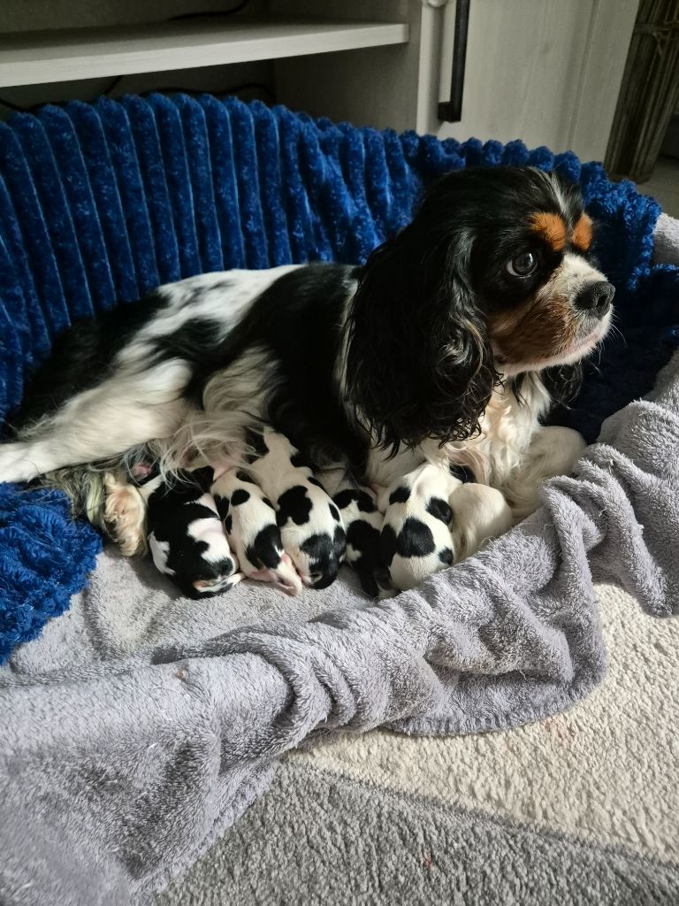 chiot Cavalier King Charles Spaniel du Royaume des Astres