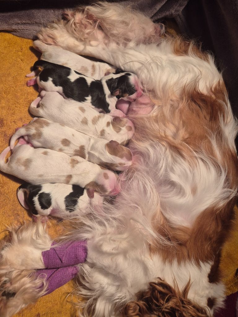 chiot Cavalier King Charles Spaniel du Royaume des Astres