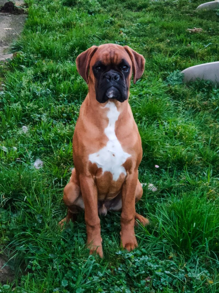 Simba (Sans Affixe)