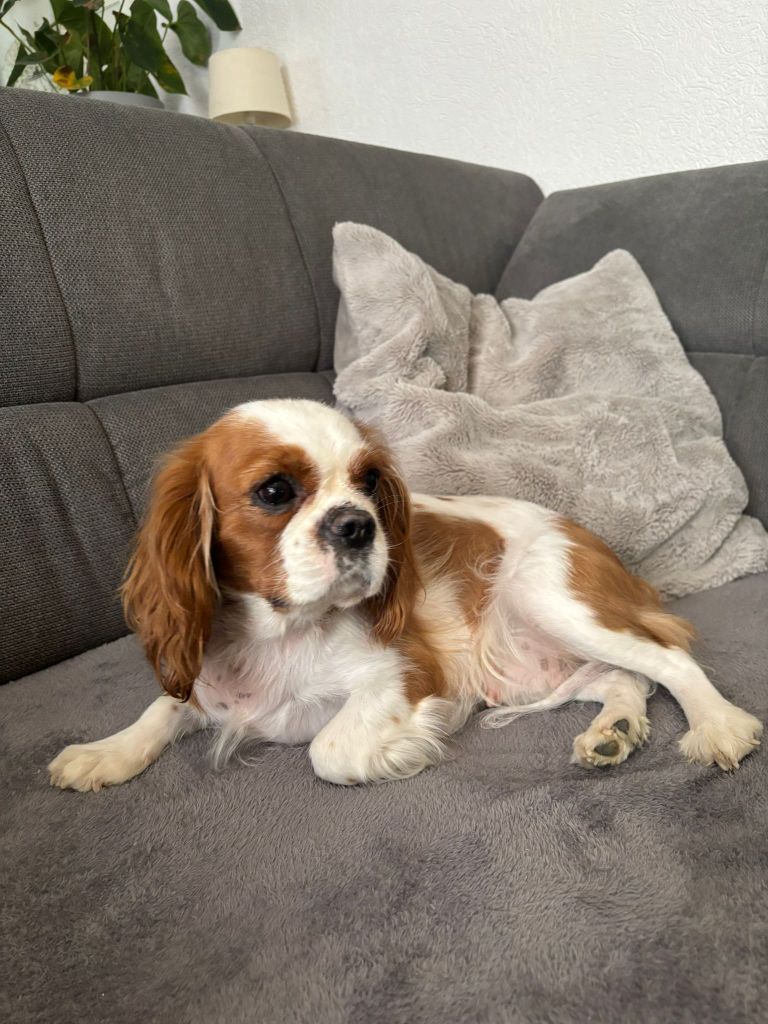 Tiara du Royaume des Astres