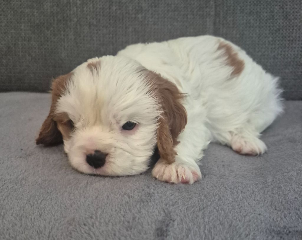 du Royaume des Astres - Chiots disponibles - Cavalier King Charles Spaniel