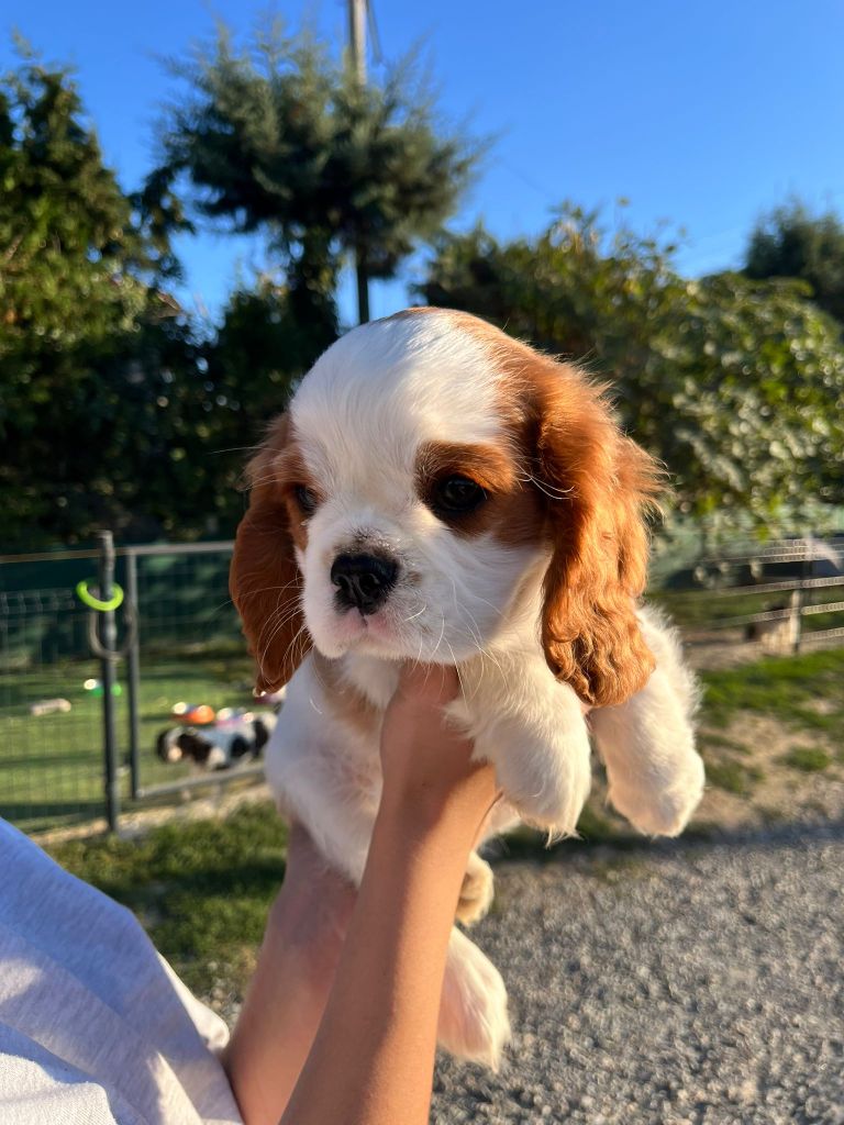 du Royaume des Astres - Chiots disponibles - Cavalier King Charles Spaniel