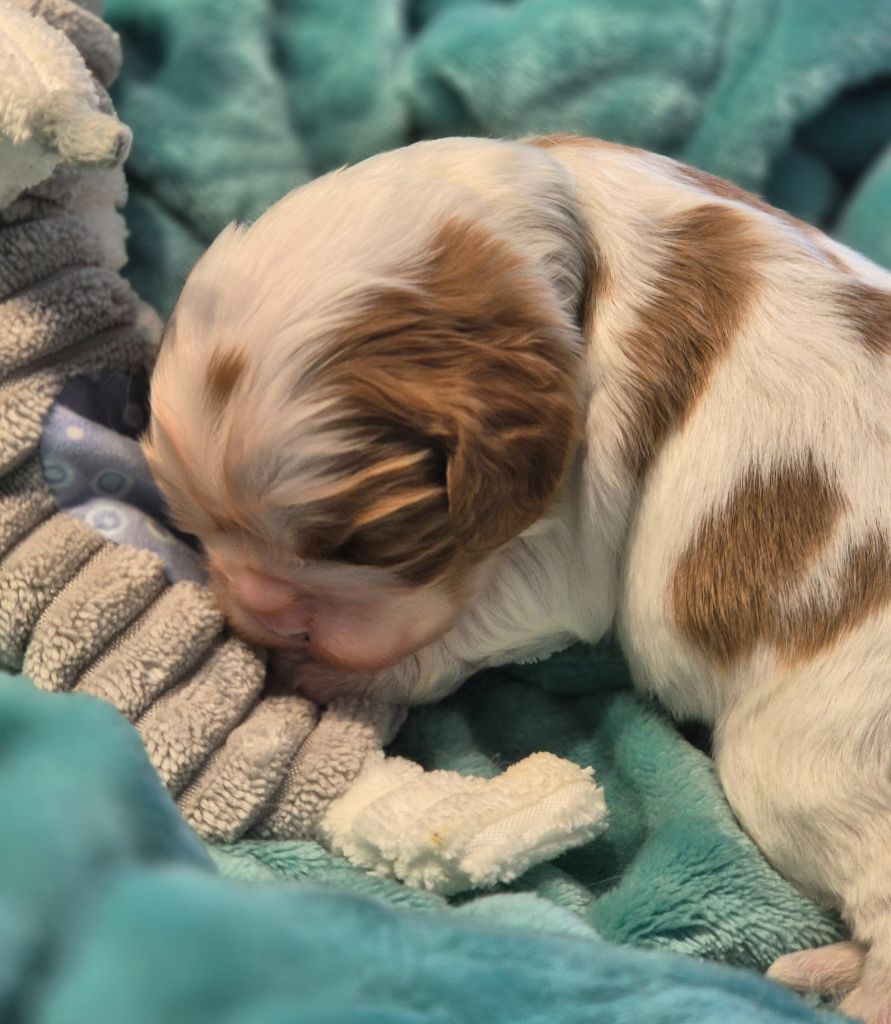 du Royaume des Astres - Chiots disponibles - Cavalier King Charles Spaniel