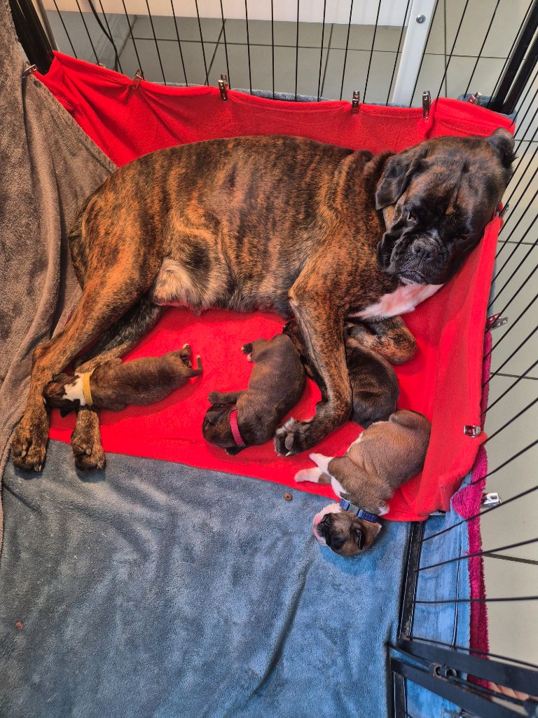 Chiot Boxer du Royaume des Astres