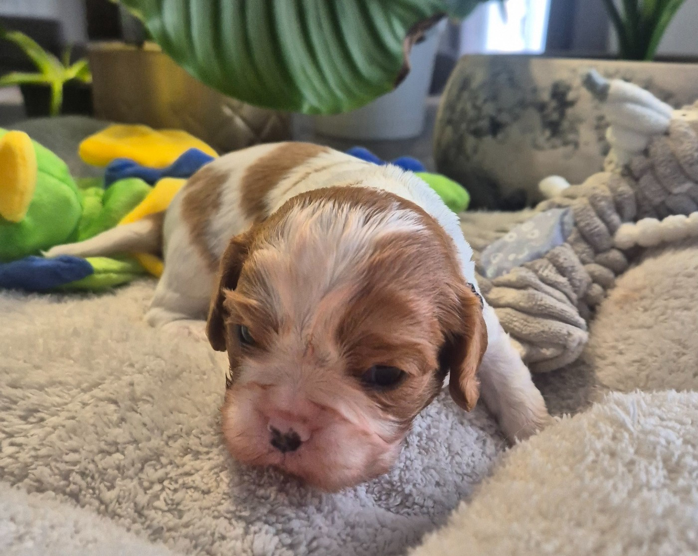 du Royaume des Astres - Chiots disponibles - Cavalier King Charles Spaniel