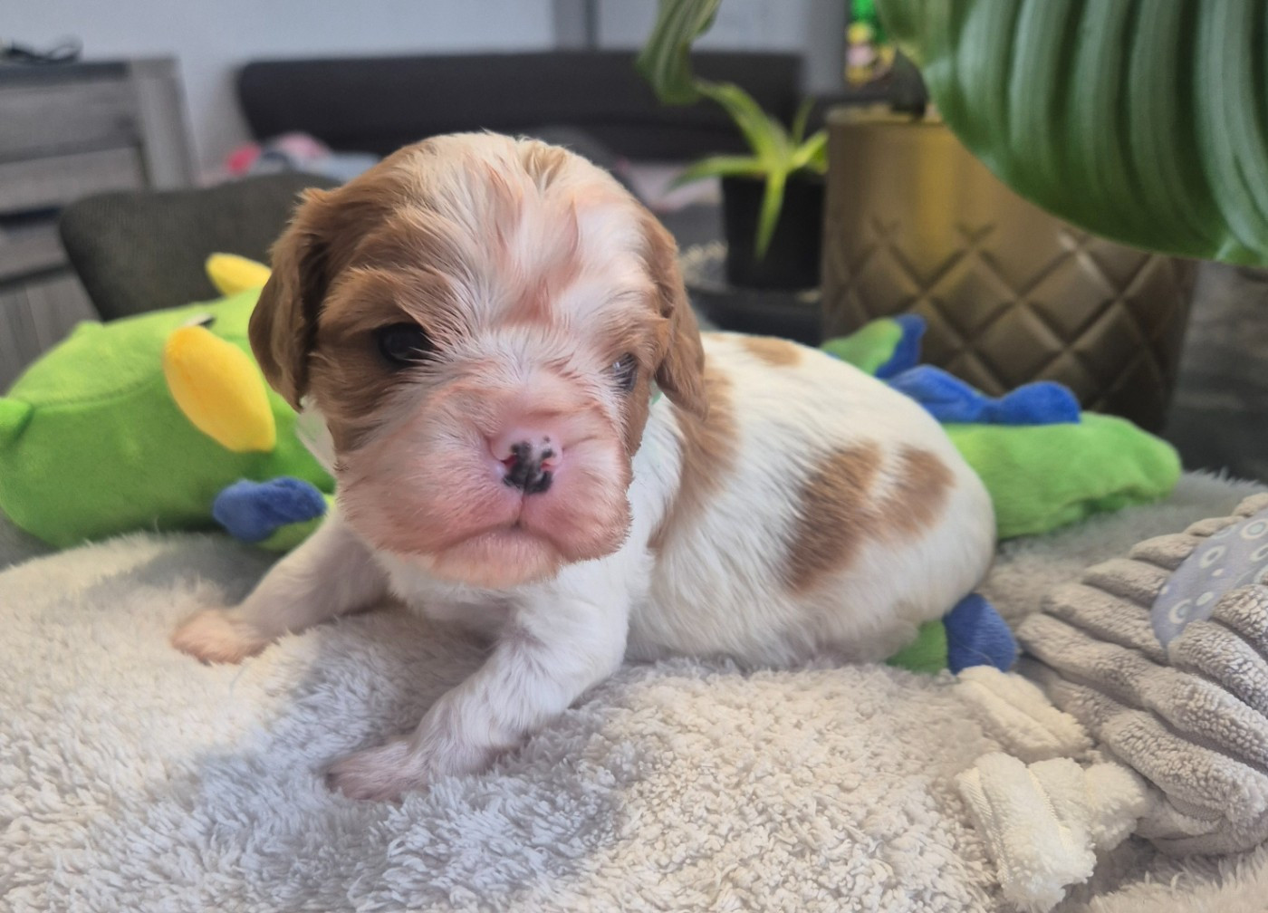 du Royaume des Astres - Chiots disponibles - Cavalier King Charles Spaniel