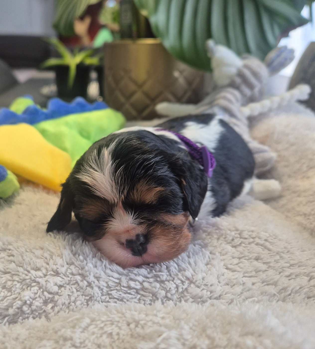 du Royaume des Astres - Chiots disponibles - Cavalier King Charles Spaniel