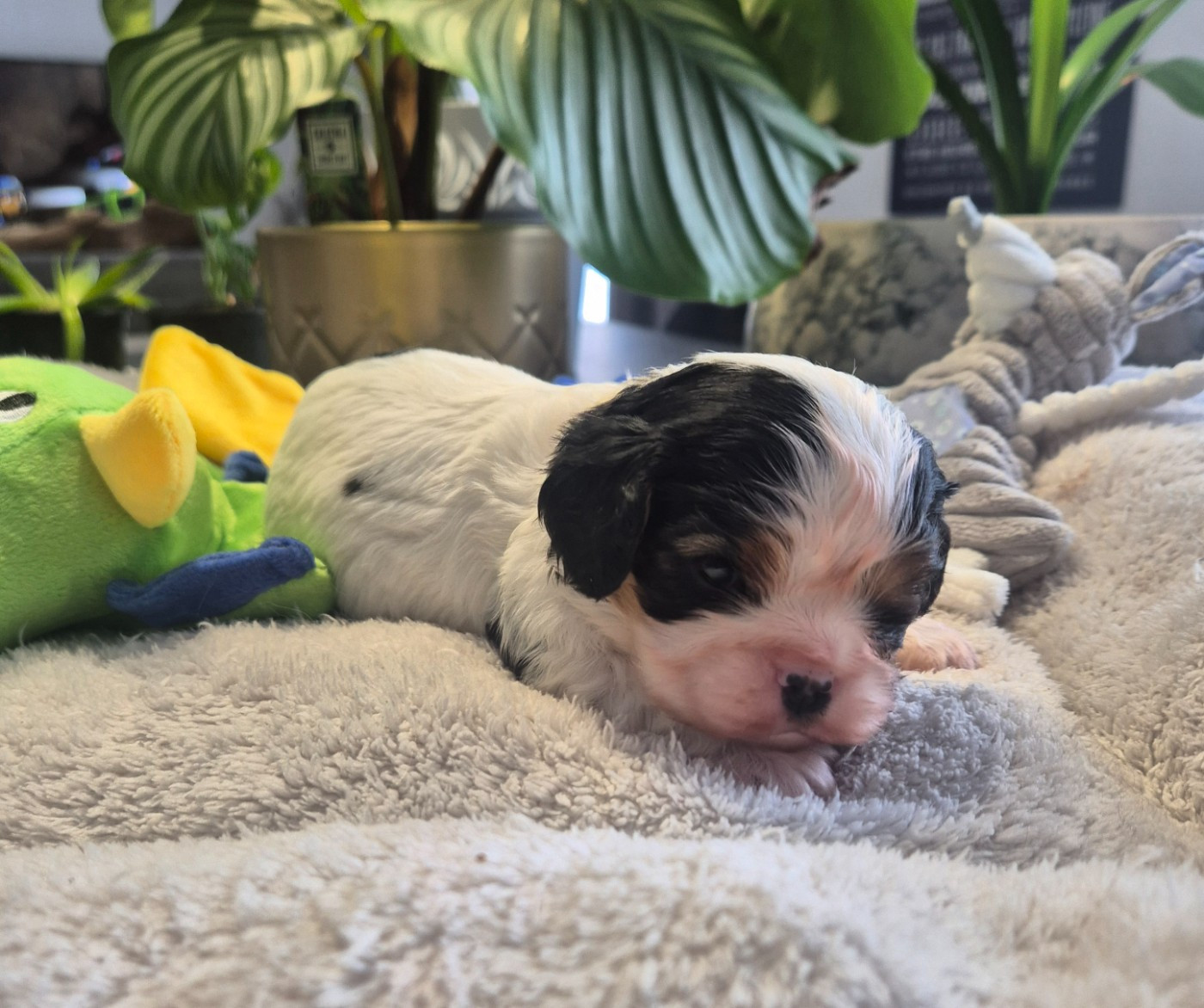 du Royaume des Astres - Chiots disponibles - Cavalier King Charles Spaniel