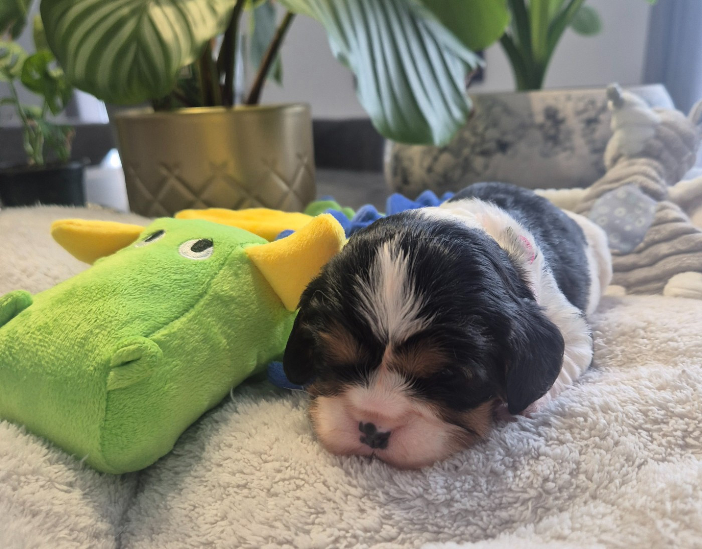 du Royaume des Astres - Chiots disponibles - Cavalier King Charles Spaniel