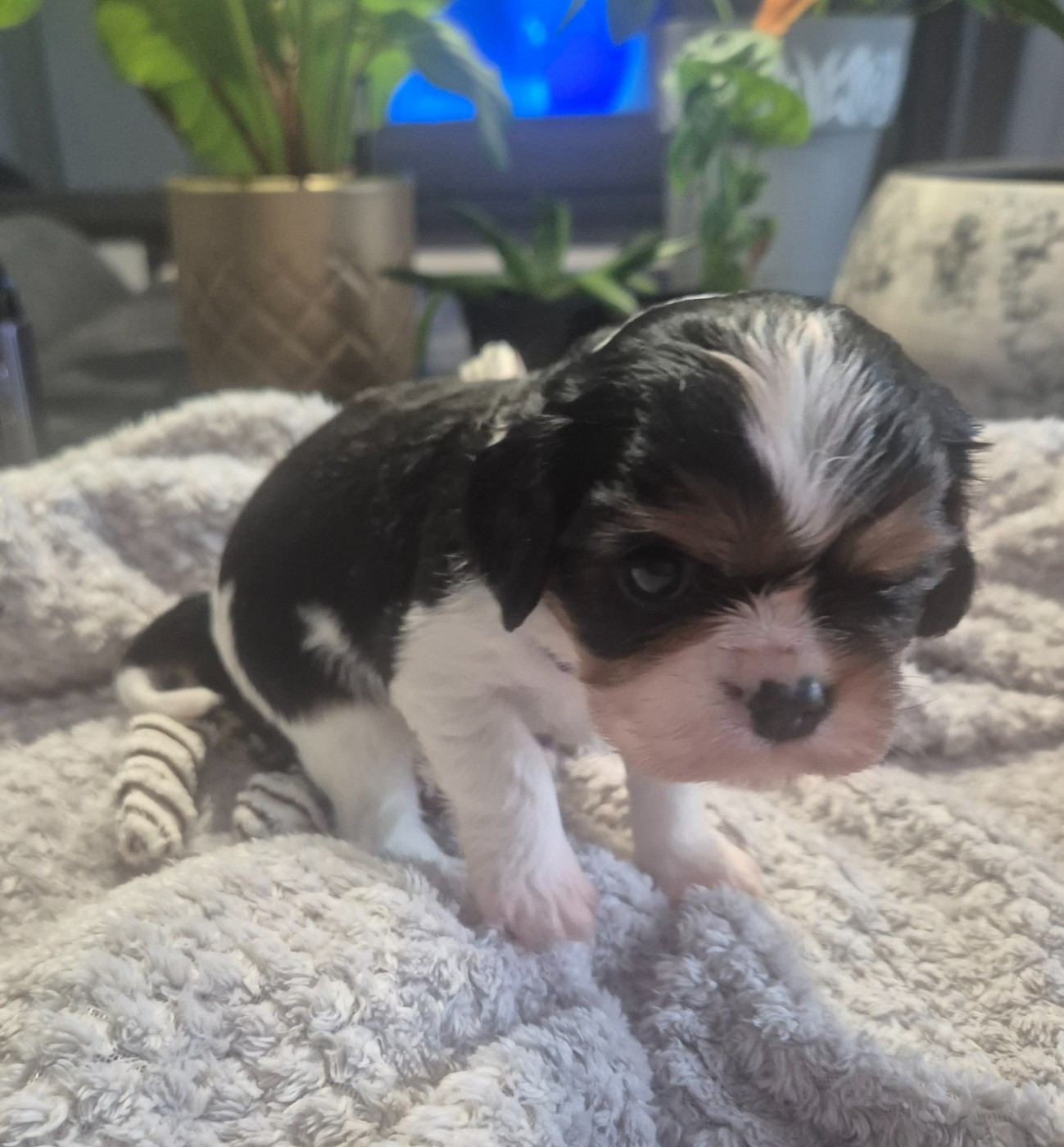 du Royaume des Astres - Chiots disponibles - Cavalier King Charles Spaniel