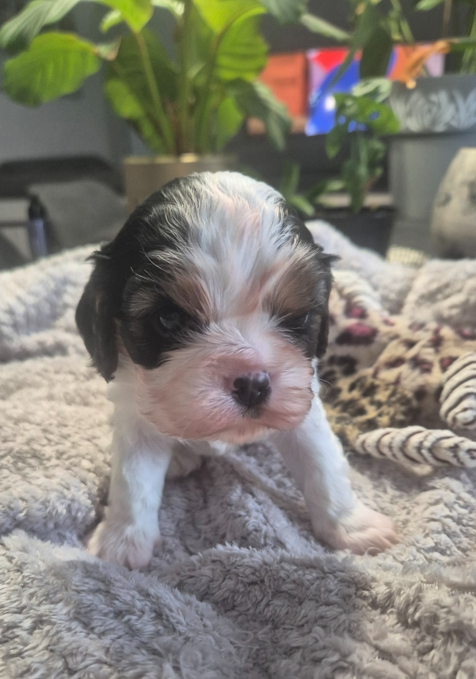 du Royaume des Astres - Chiots disponibles - Cavalier King Charles Spaniel