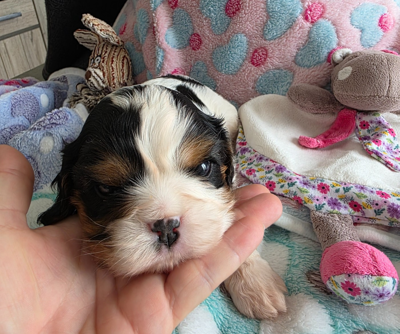 du Royaume des Astres - Chiots disponibles - Cavalier King Charles Spaniel