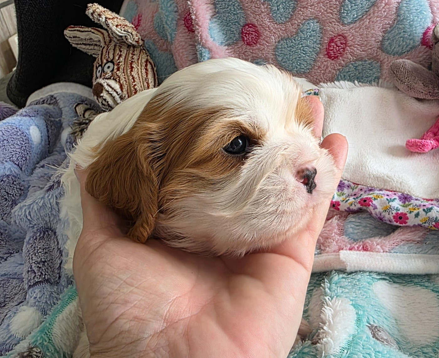 du Royaume des Astres - Chiots disponibles - Cavalier King Charles Spaniel