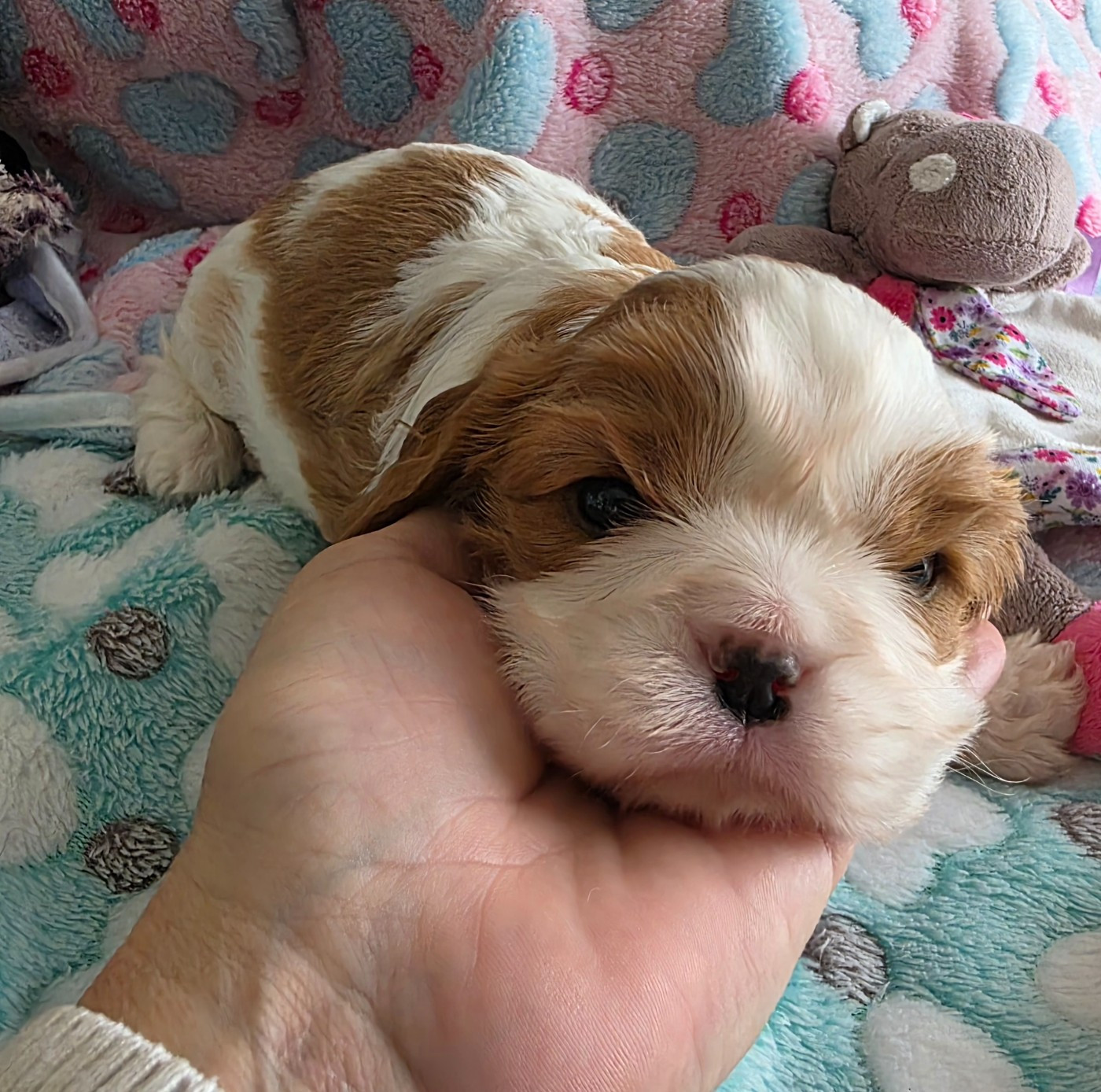 du Royaume des Astres - Chiots disponibles - Cavalier King Charles Spaniel