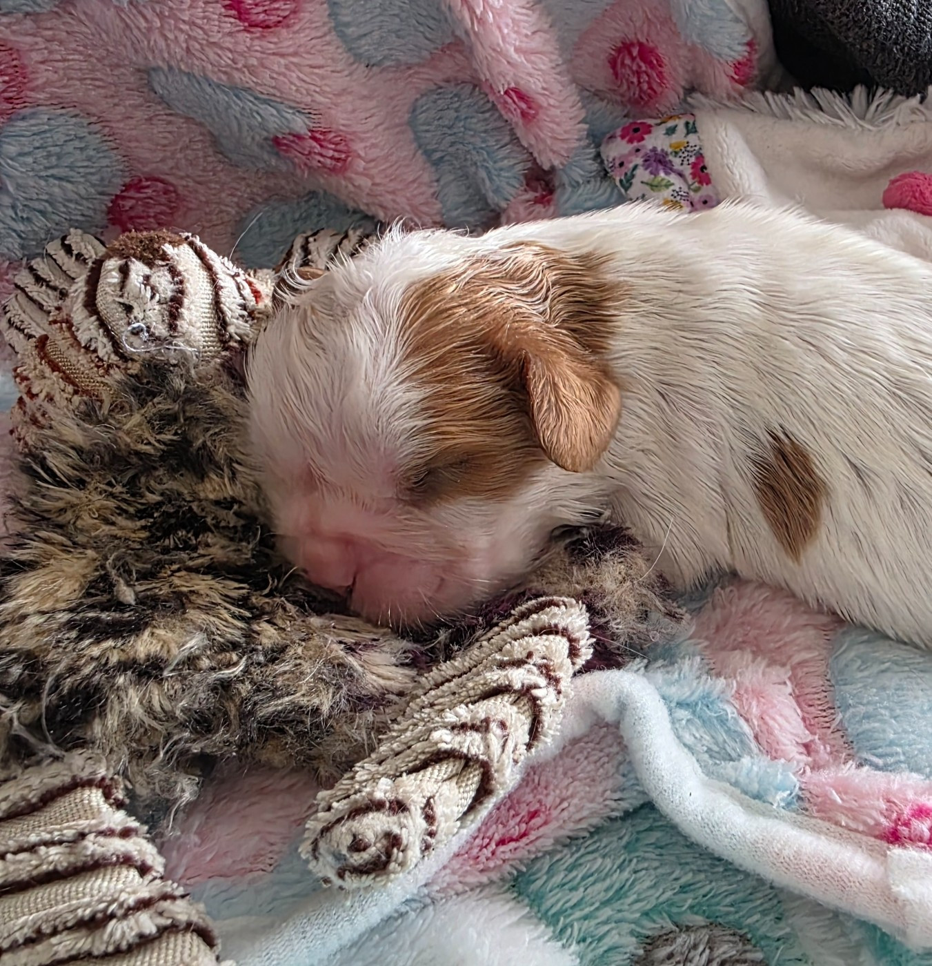 du Royaume des Astres - Chiots disponibles - Cavalier King Charles Spaniel