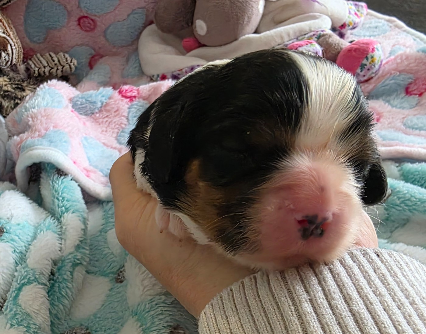 du Royaume des Astres - Chiots disponibles - Cavalier King Charles Spaniel