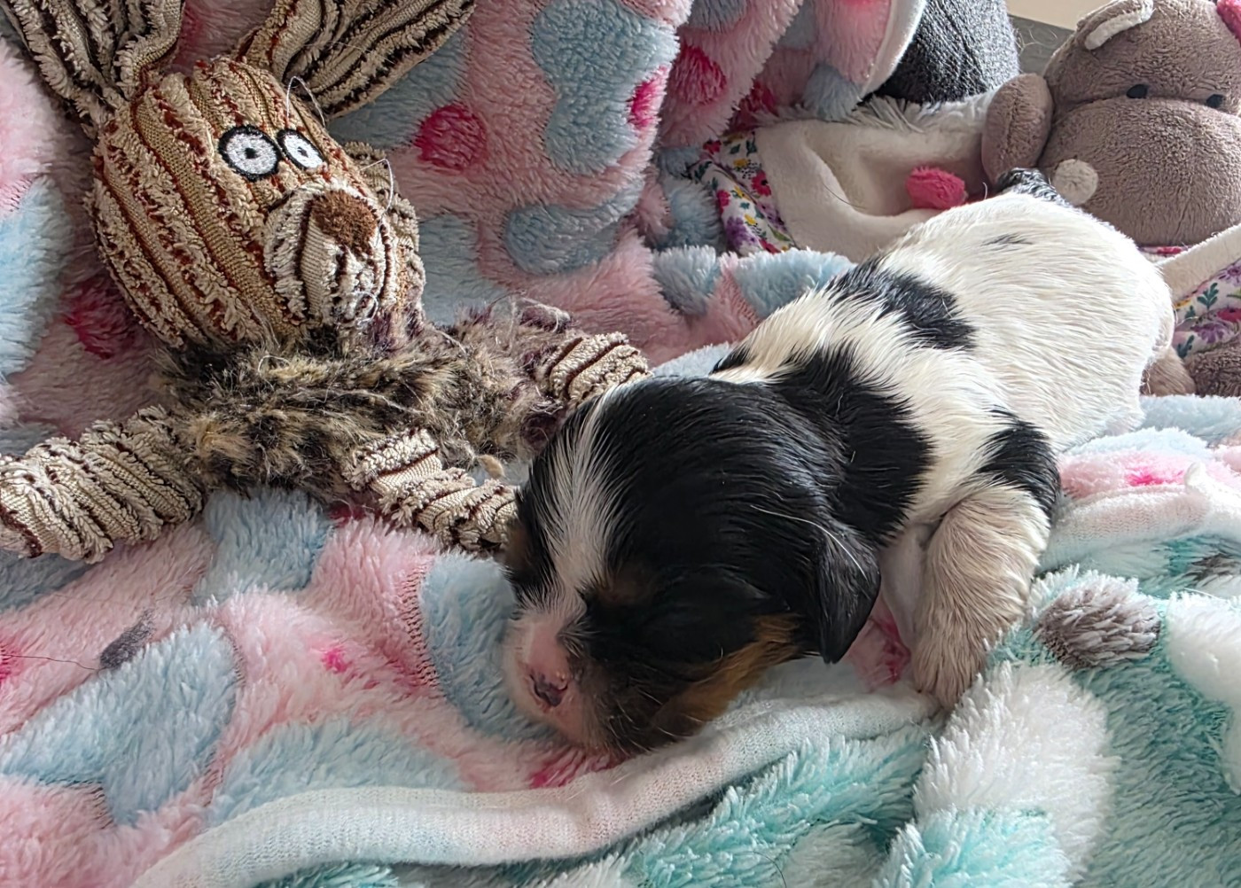 du Royaume des Astres - Chiots disponibles - Cavalier King Charles Spaniel