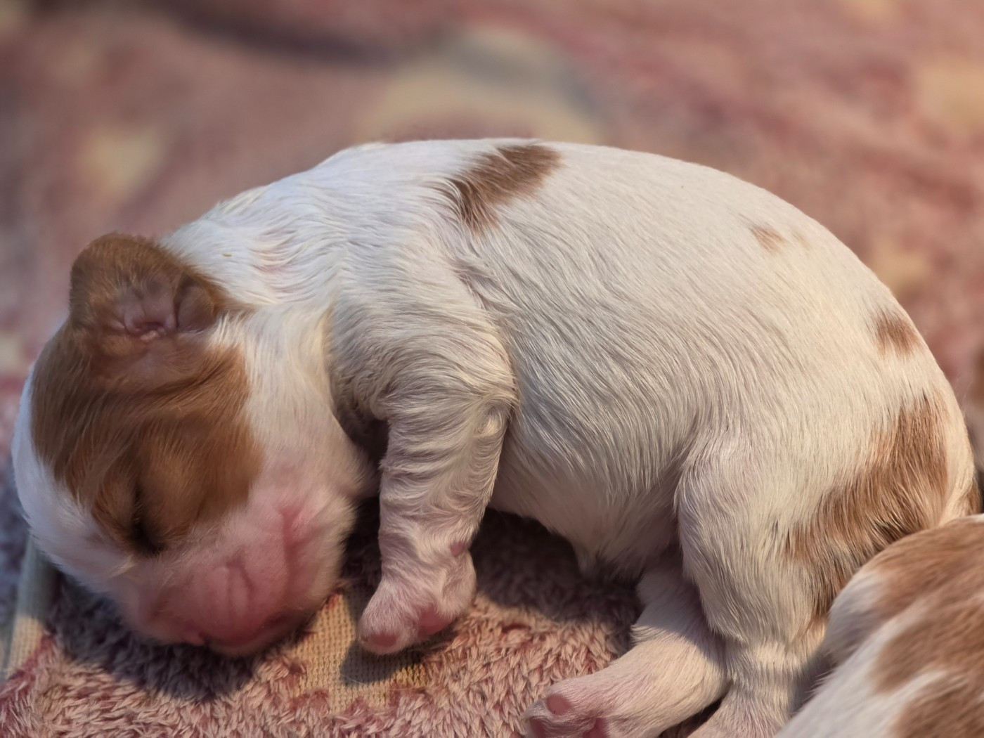 du Royaume des Astres - Chiots disponibles - Cavalier King Charles Spaniel