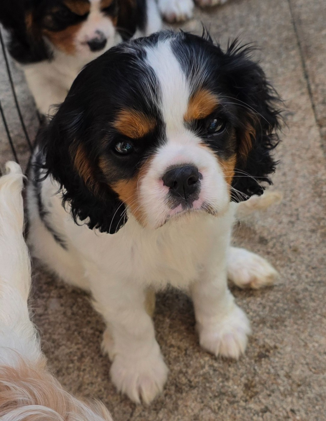 du Royaume des Astres - Chiots disponibles - Cavalier King Charles Spaniel
