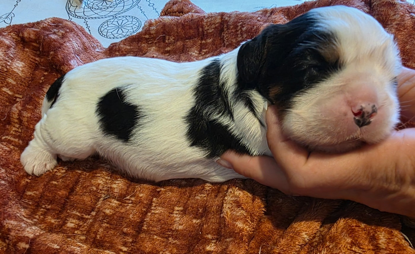 du Royaume des Astres - Chiots disponibles - Cavalier King Charles Spaniel