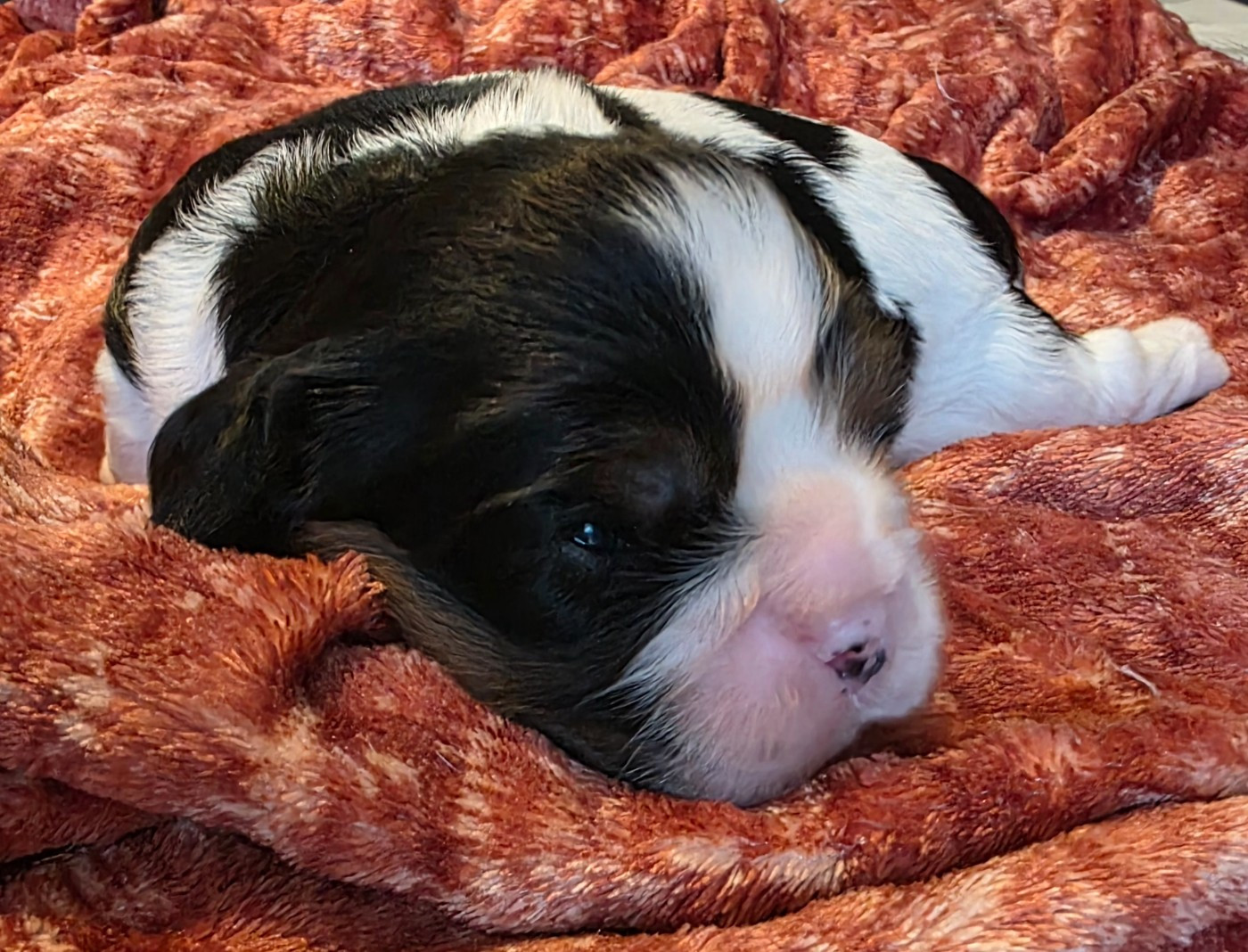 du Royaume des Astres - Chiots disponibles - Cavalier King Charles Spaniel