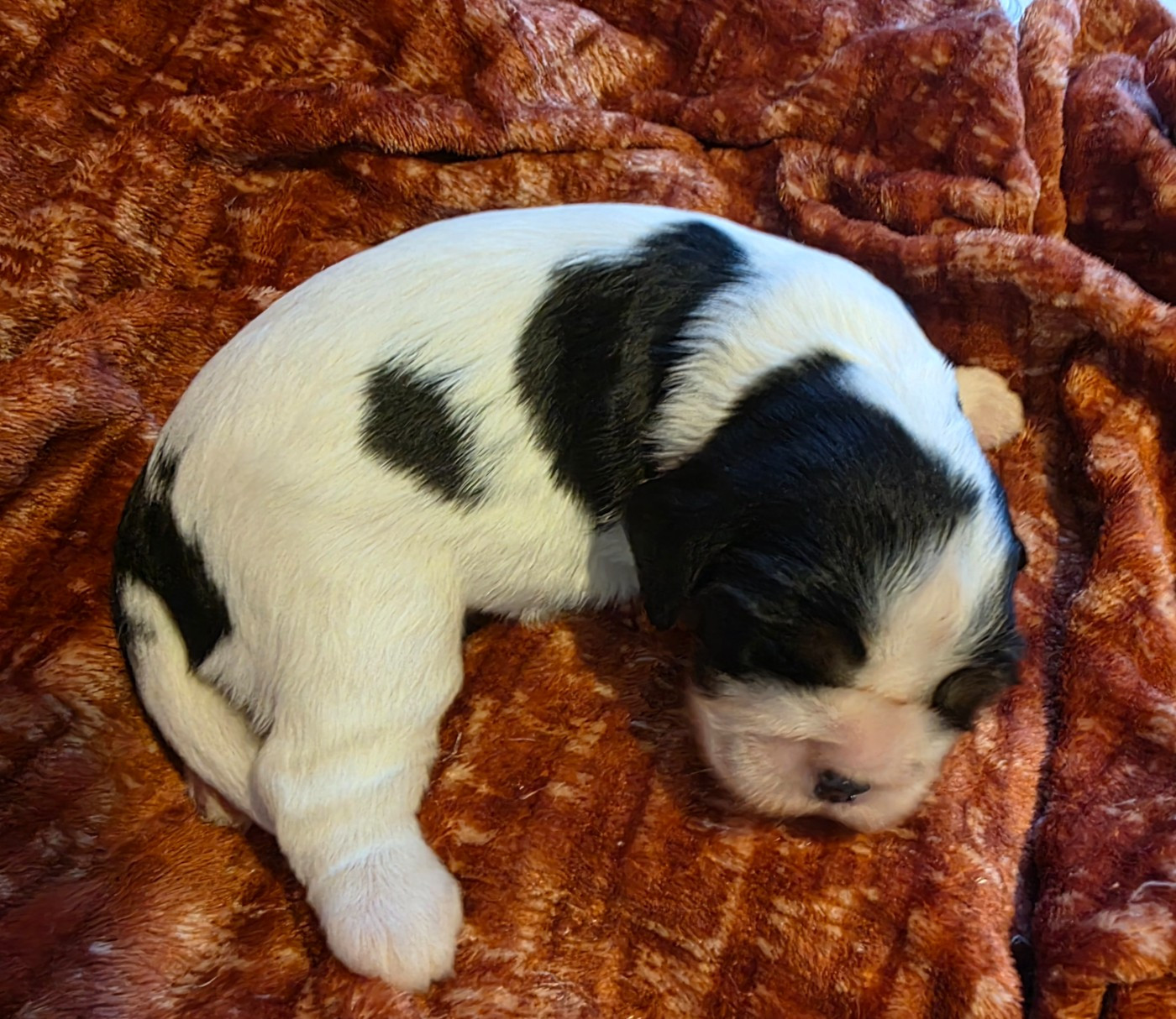 du Royaume des Astres - Chiots disponibles - Cavalier King Charles Spaniel