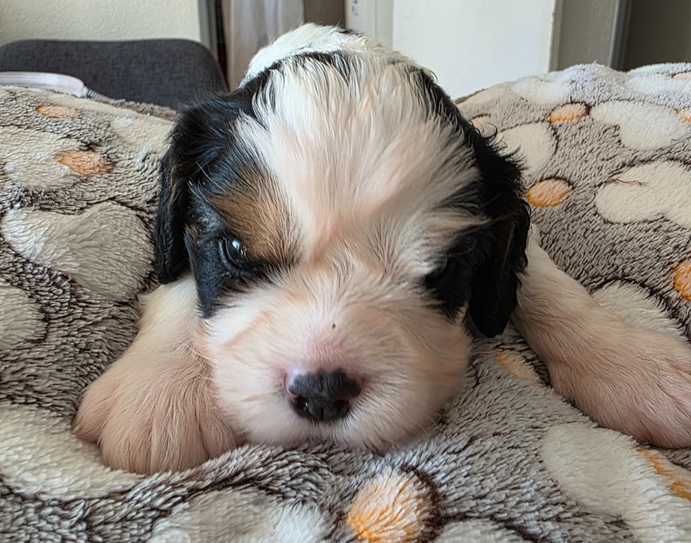 du Royaume des Astres - Chiots disponibles - Cavalier King Charles Spaniel