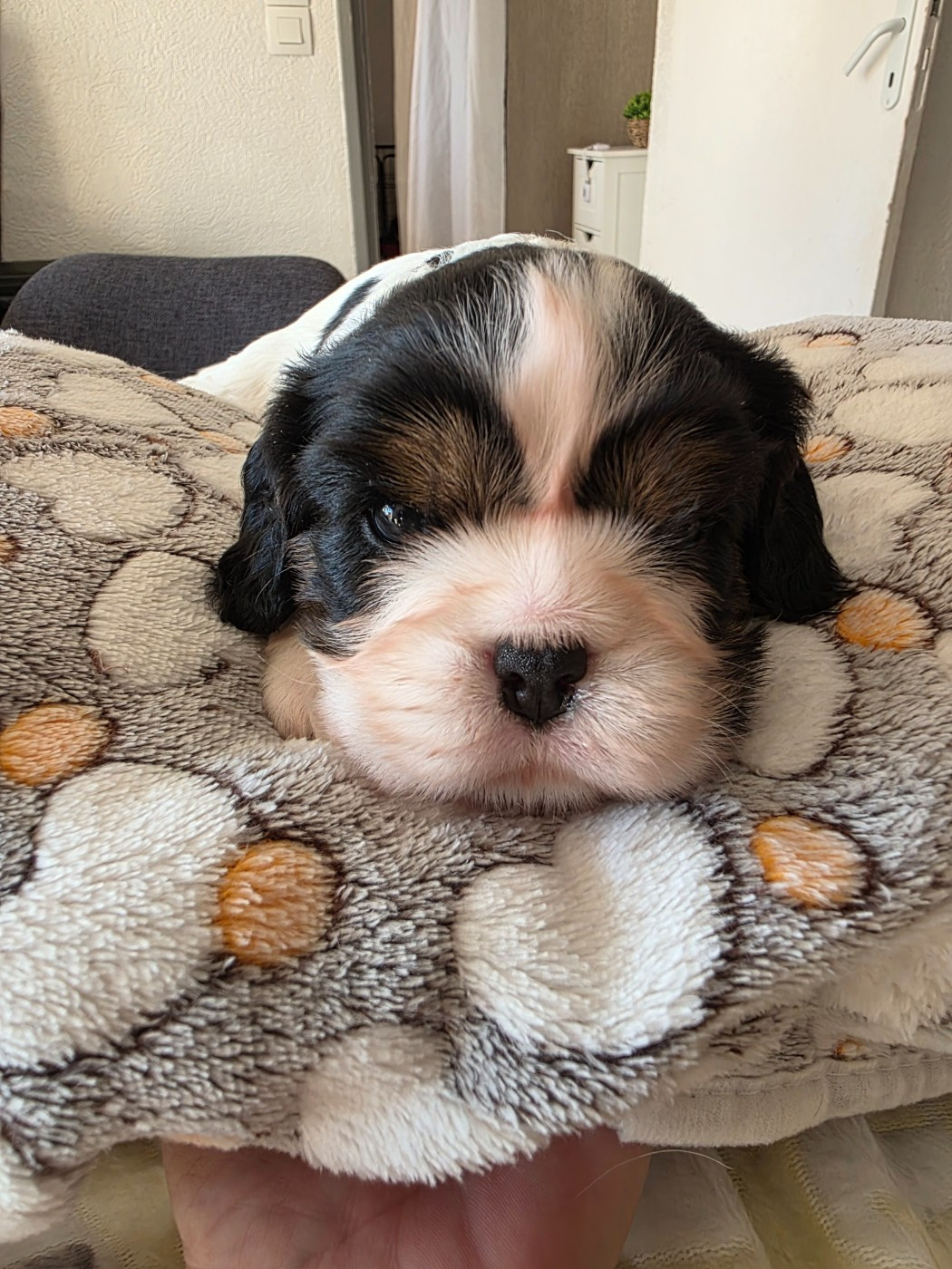 du Royaume des Astres - Chiots disponibles - Cavalier King Charles Spaniel