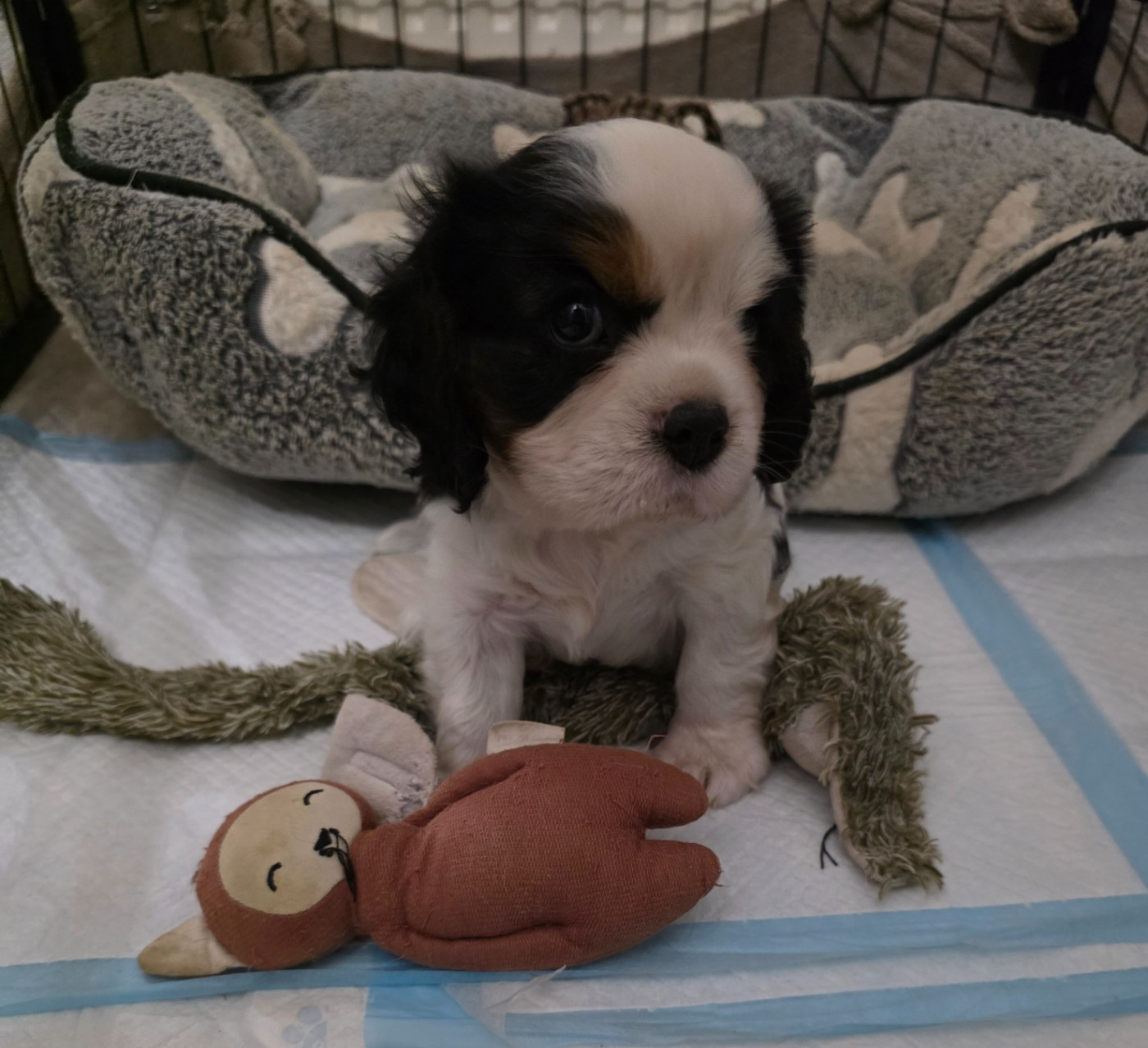 du Royaume des Astres - Chiots disponibles - Cavalier King Charles Spaniel