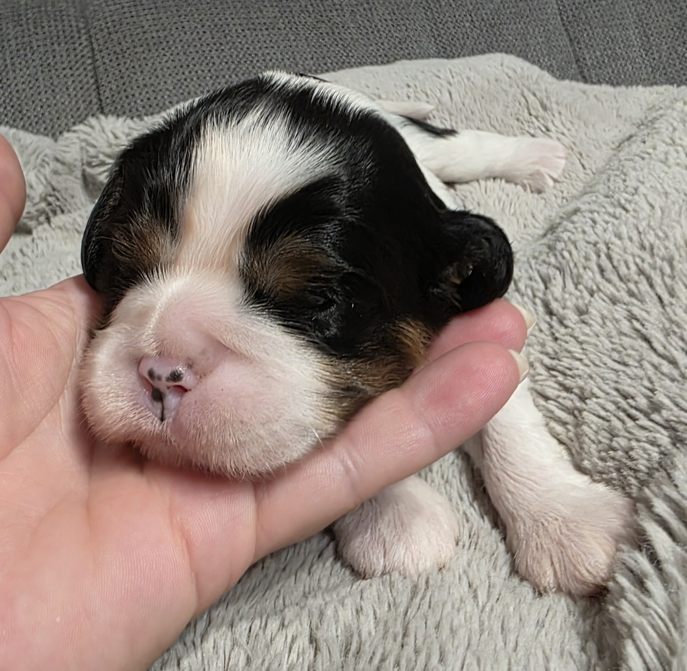 du Royaume des Astres - Chiots disponibles - Cavalier King Charles Spaniel