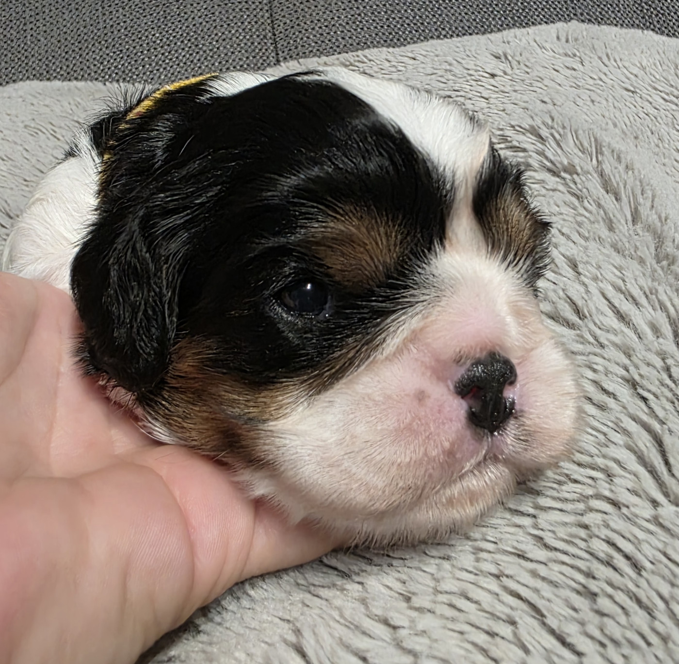 du Royaume des Astres - Chiots disponibles - Cavalier King Charles Spaniel