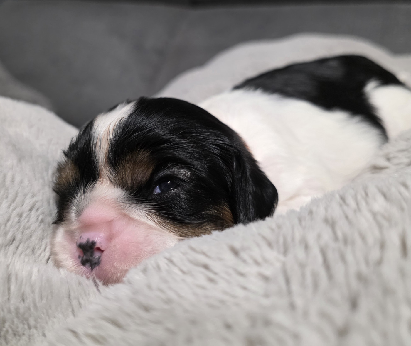 du Royaume des Astres - Chiots disponibles - Cavalier King Charles Spaniel