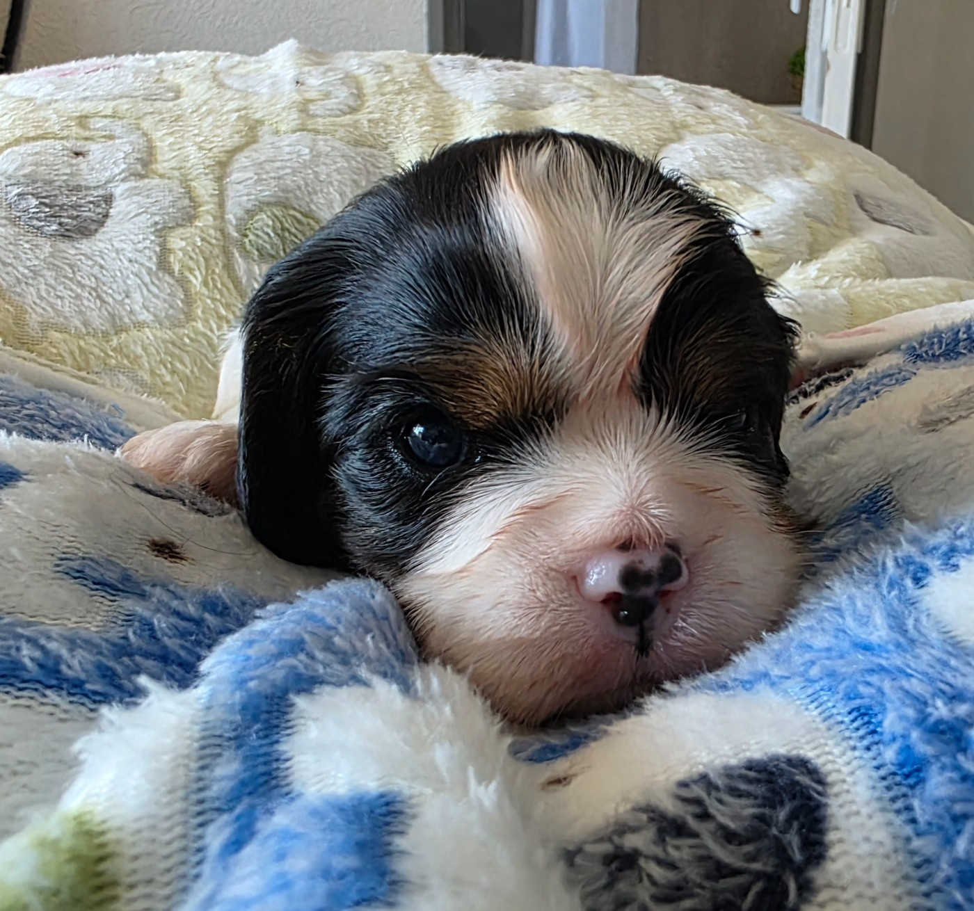 du Royaume des Astres - Chiots disponibles - Cavalier King Charles Spaniel