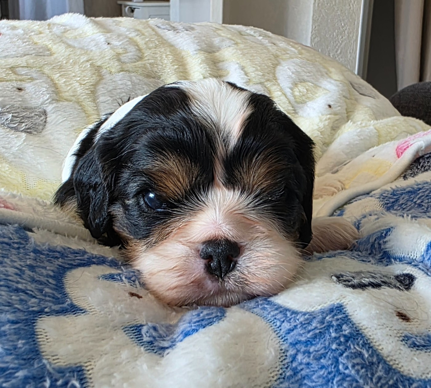 du Royaume des Astres - Chiots disponibles - Cavalier King Charles Spaniel