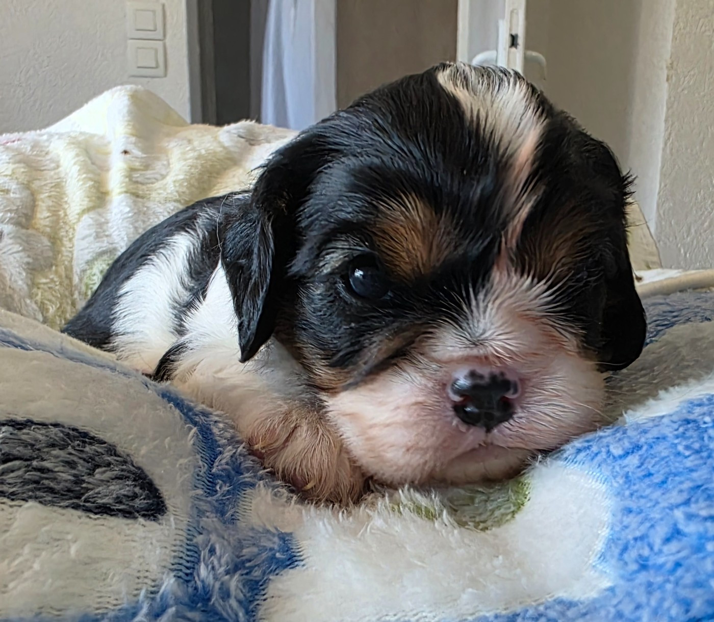 du Royaume des Astres - Chiots disponibles - Cavalier King Charles Spaniel