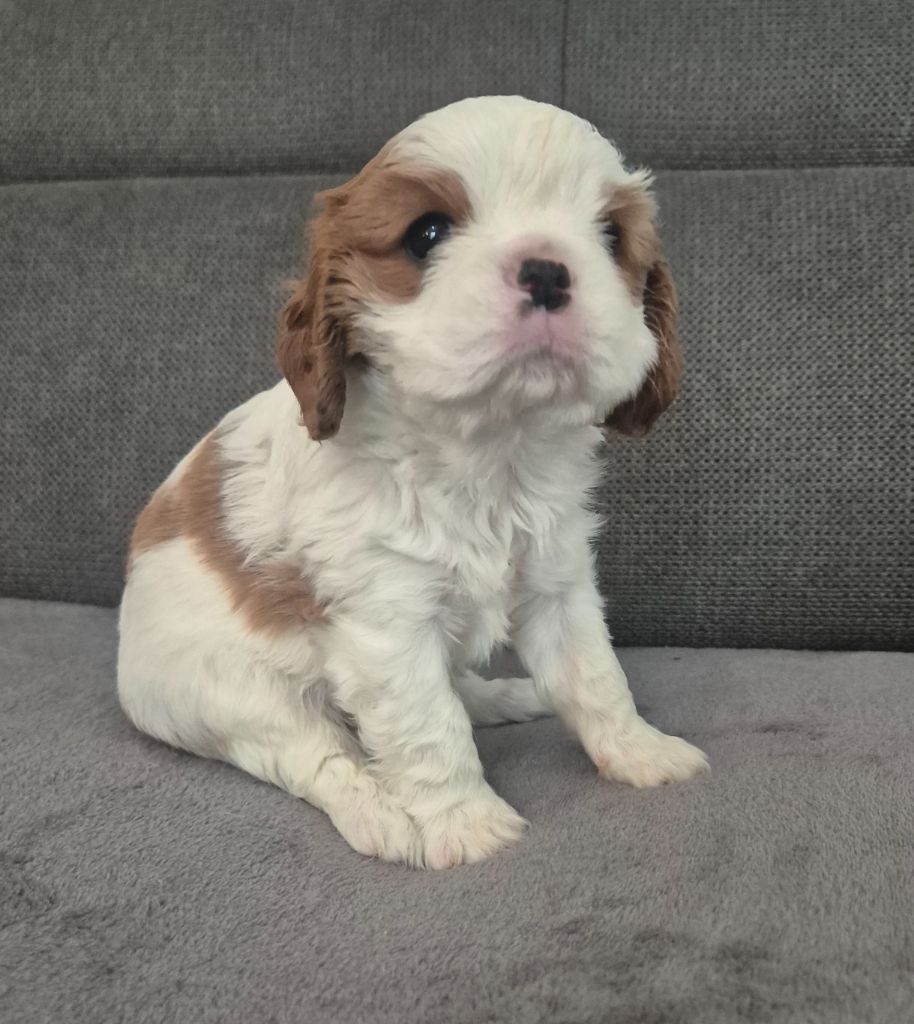 du Royaume des Astres - Chiots disponibles - Cavalier King Charles Spaniel