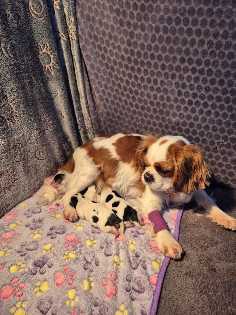 du Royaume des Astres - Cavalier King Charles Spaniel - Portée née le 11/01/2025