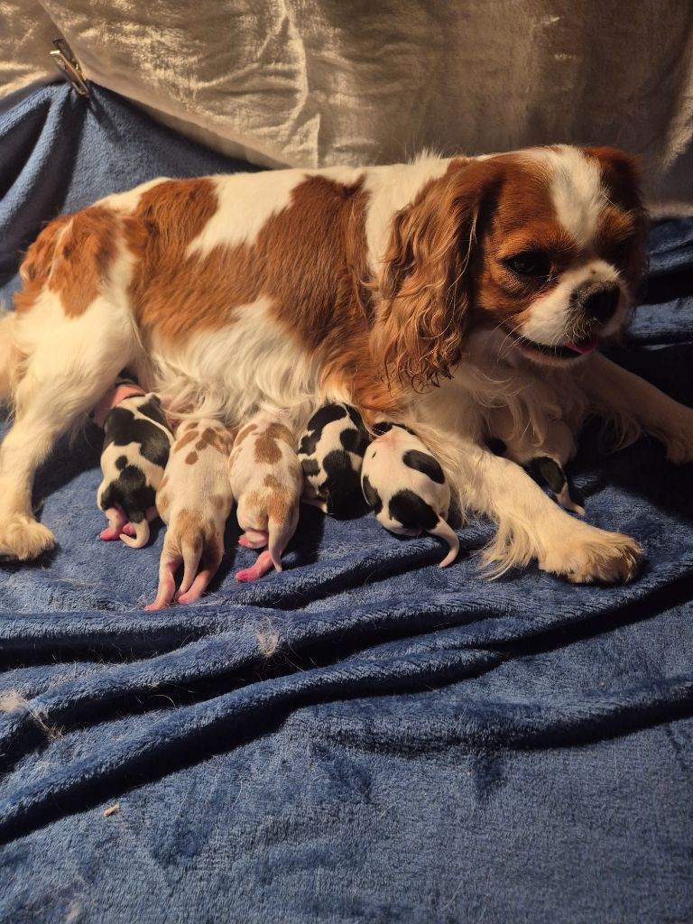 Chiot Cavalier King Charles Spaniel du Royaume des Astres