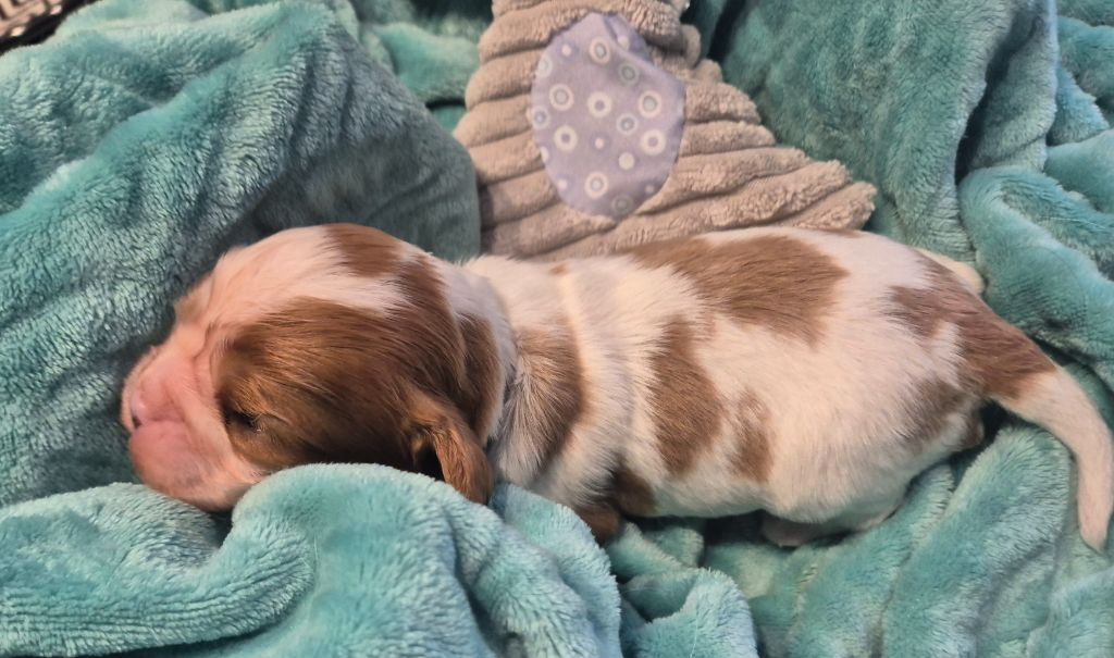 du Royaume des Astres - Chiots disponibles - Cavalier King Charles Spaniel