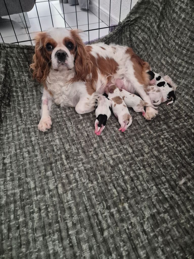 Chiot Cavalier King Charles Spaniel du Royaume des Astres