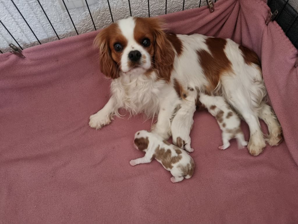 du Royaume des Astres - Cavalier King Charles Spaniel - Portée née le 28/02/2023