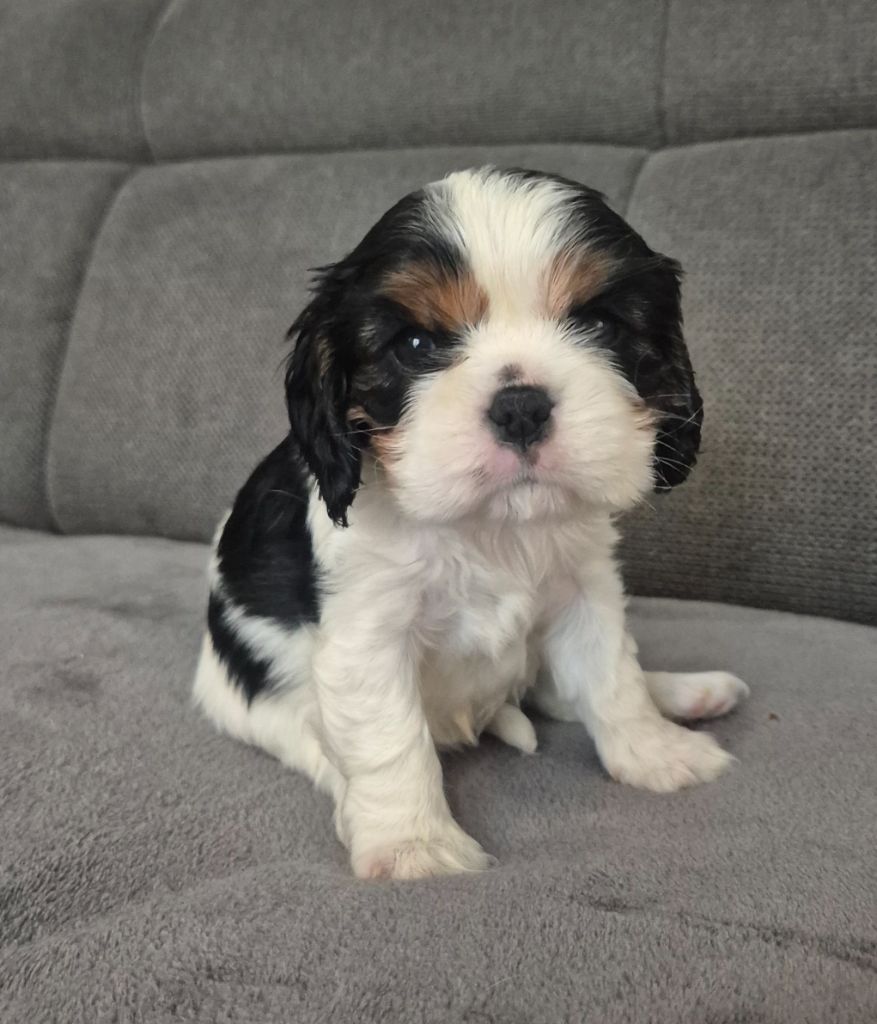 CHIOT 4