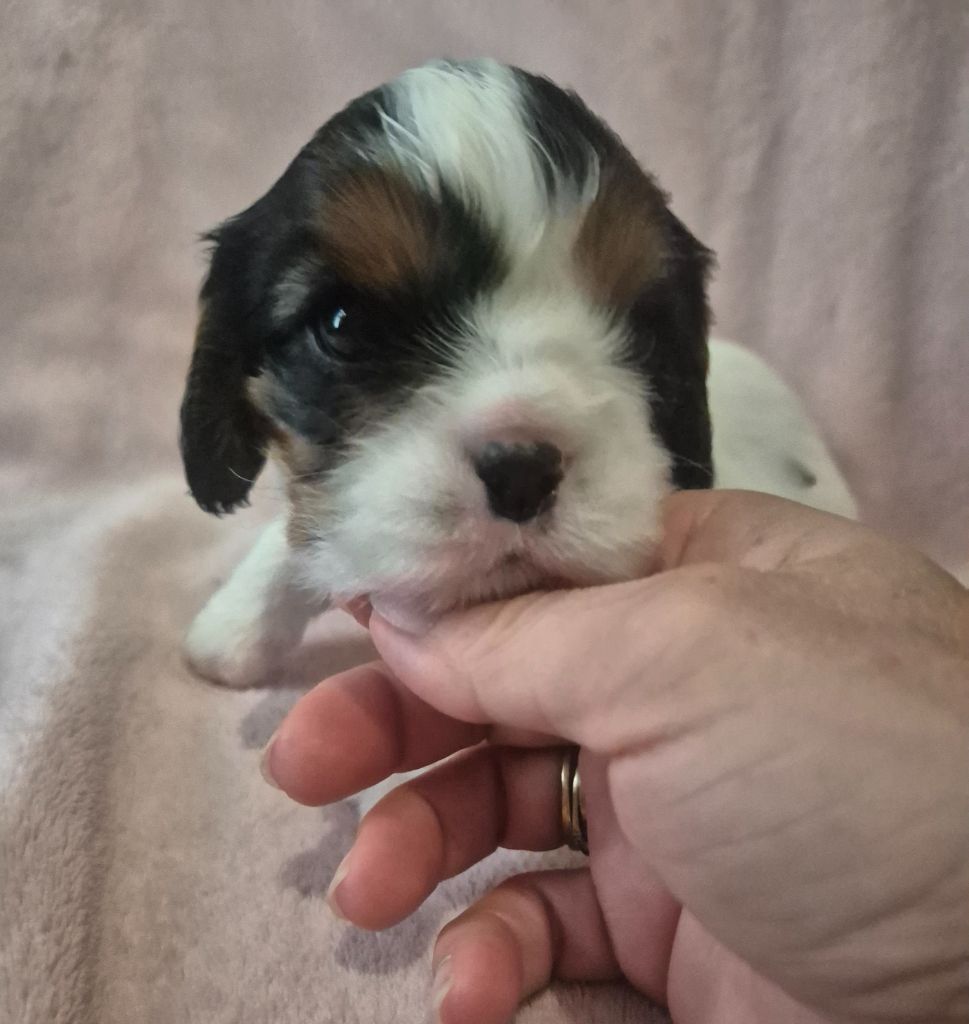 du Royaume des Astres - Chiots disponibles - Cavalier King Charles Spaniel