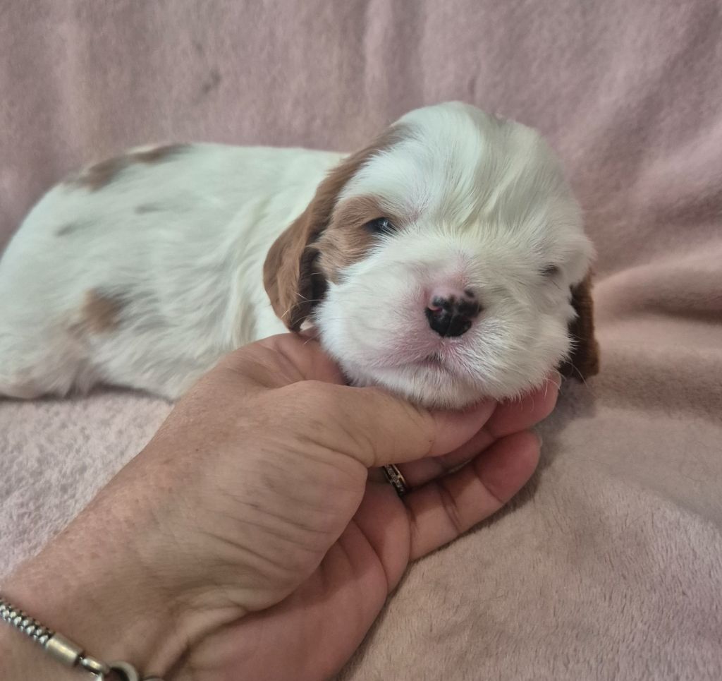 du Royaume des Astres - Chiots disponibles - Cavalier King Charles Spaniel