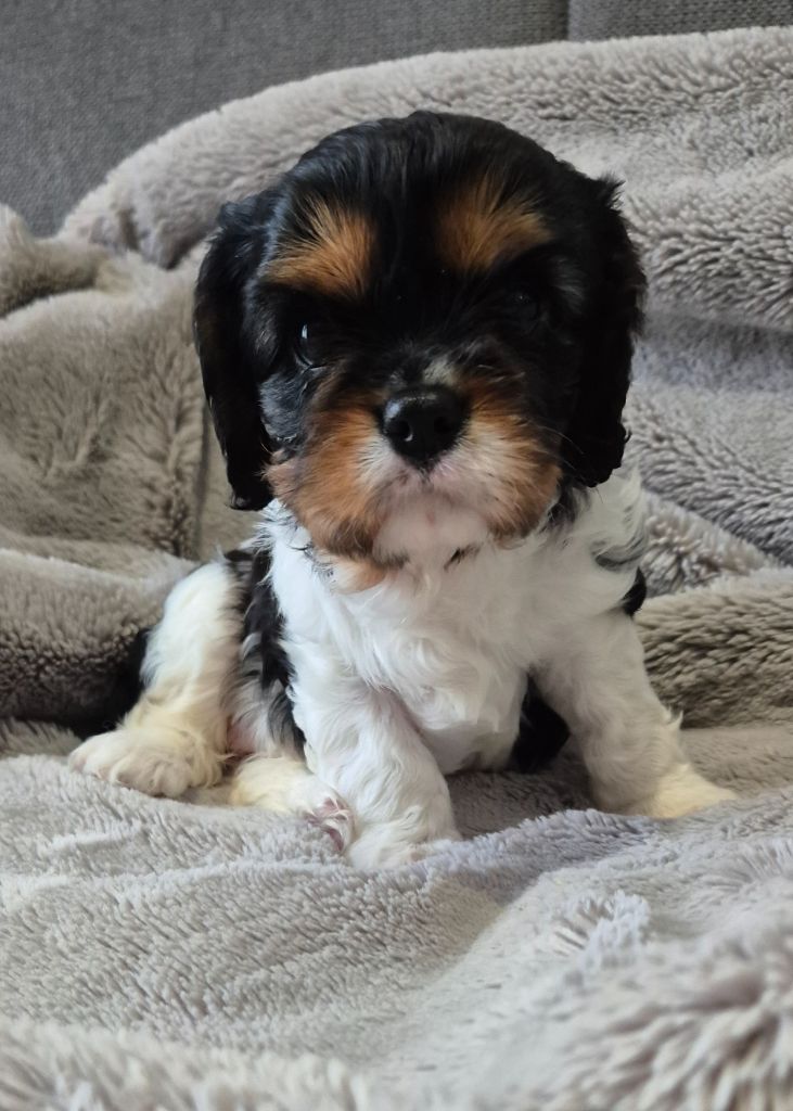 du Royaume des Astres - Chiots disponibles - Cavalier King Charles Spaniel