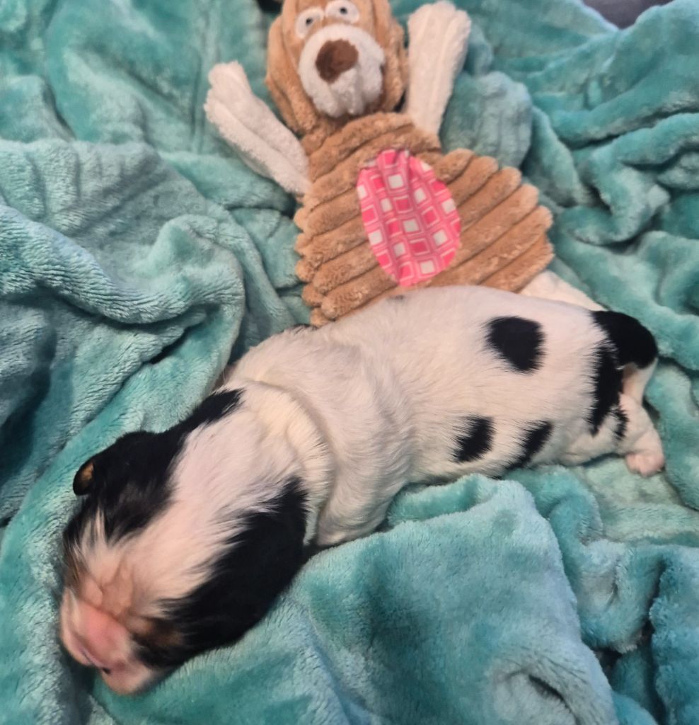 du Royaume des Astres - Chiots disponibles - Cavalier King Charles Spaniel