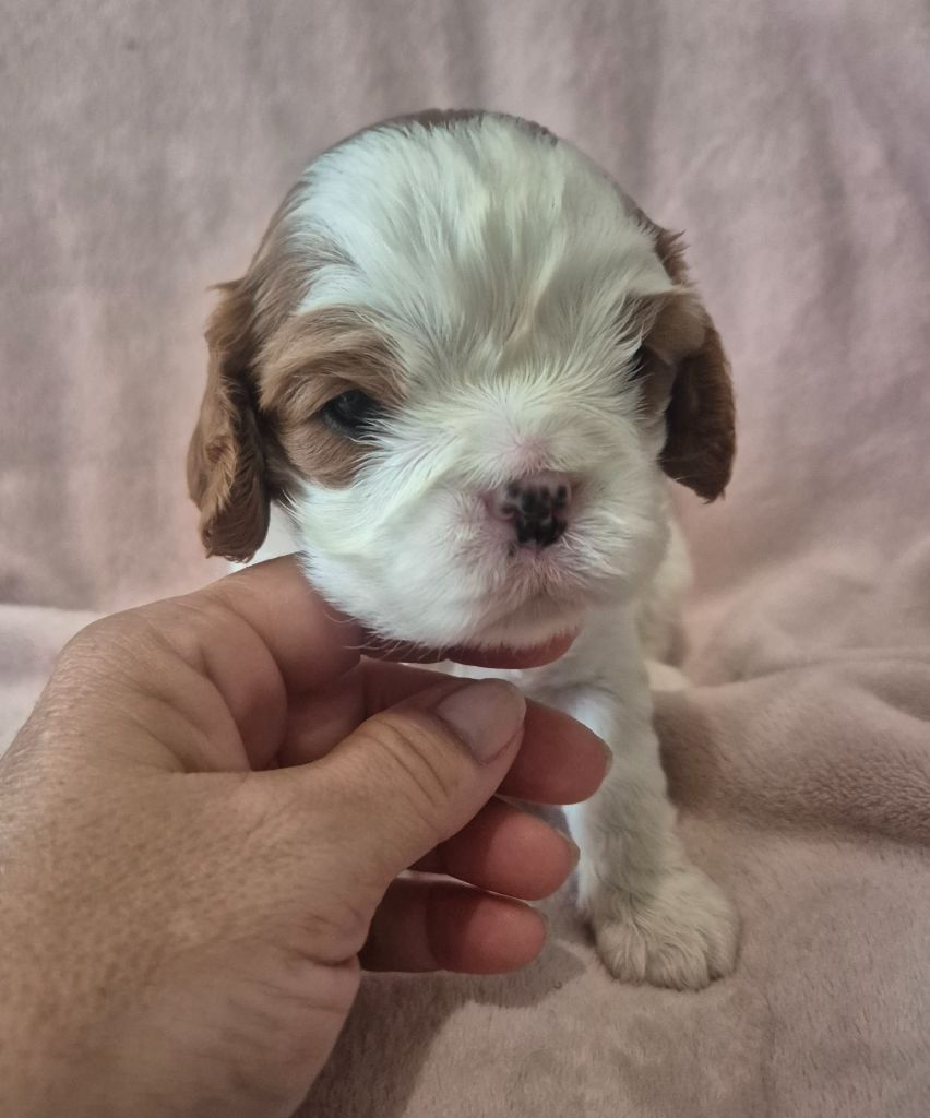 du Royaume des Astres - Chiots disponibles - Cavalier King Charles Spaniel