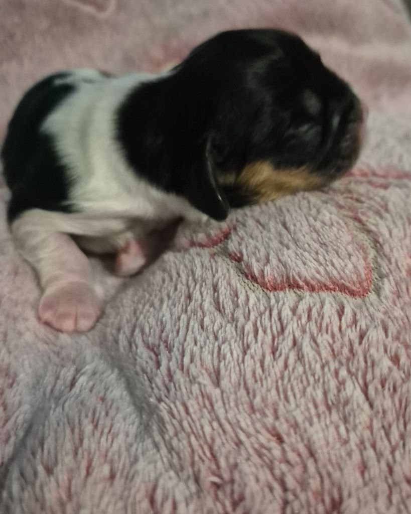 du Royaume des Astres - Chiots disponibles - Cavalier King Charles Spaniel
